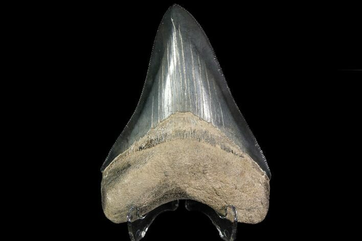 Serrated, Fossil Megalodon Tooth - Beautiful Enamel #92477